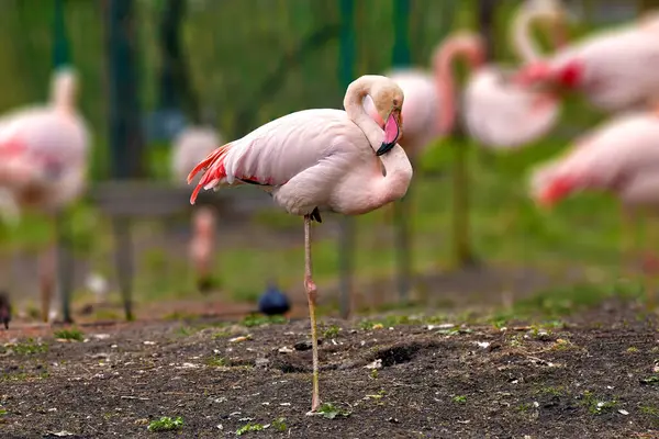 Bild Eines Rosafarbenen Flamingos Der Auf Einem Bein Steht lizenzfreie Stockfotos