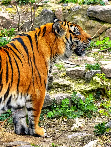 Εικόνα Μιας Ριγέ Τίγρης Στις Πέτρες Ενός Περιβλήματος Ζωολογικού Κήπου Εικόνα Αρχείου