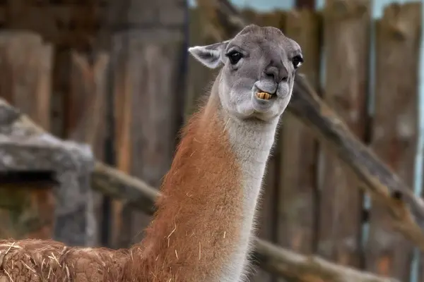 Image Wild Llama Animal Head Zoo Enclosure Royalty Free Stock Photos