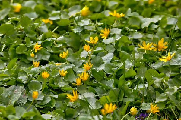 Yeşil Bir Çayır Üzerinde Sarı Çiçeklerin Doğal Bir Arkaplan Resmi Telifsiz Stok Fotoğraflar