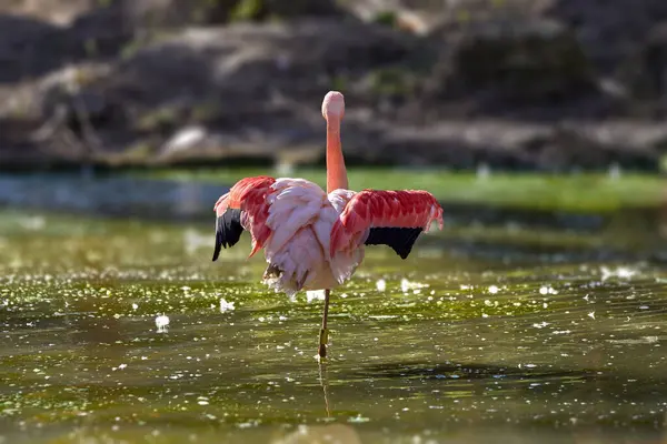 Afbeelding Van Een Roze Flamingo Die Één Been Staat Zijn Rechtenvrije Stockfoto's