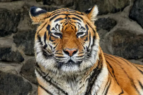 Image of the face of a large striped tiger