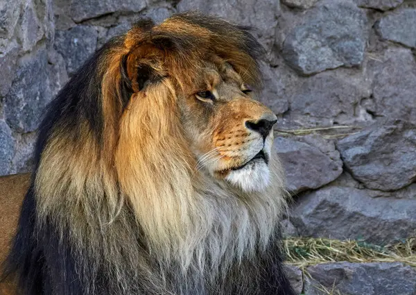 Obraz Głowy Dorosłego Lwa Dużą Grzywą — Zdjęcie stockowe