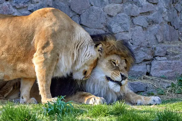 Obraz Dzikich Zwierząt Lew Lwica Zoo — Zdjęcie stockowe