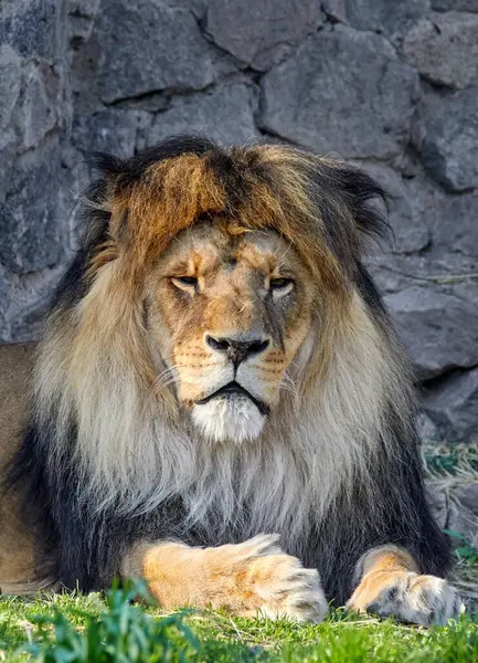 Obraz Portretu Dorosłego Lwa Bujną Grzywą Zoo — Zdjęcie stockowe