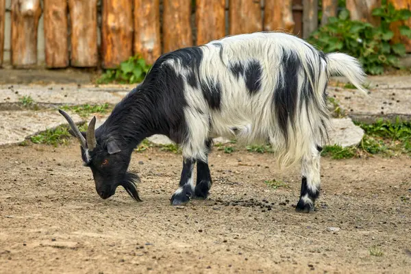 Image Young Goat Variegated Horn — Stock Photo, Image