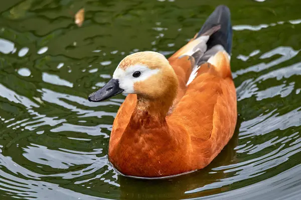 水鸟鸭渣在水面上的影像 免版税图库图片
