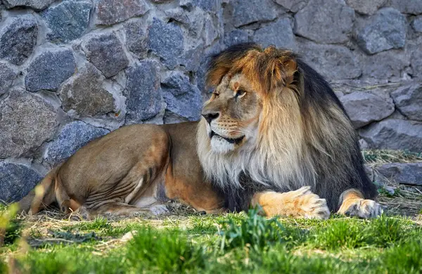 Образ Дорослого Лева Лежить Зеленій Траві Зоопарку — стокове фото