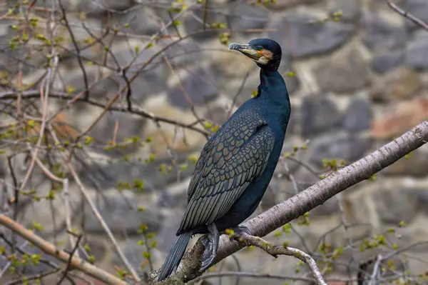 Bir Ağaç Dalında Oturan Kuşunun Vahşi Kuş Karabatağı Görüntüsü Telifsiz Stok Fotoğraflar