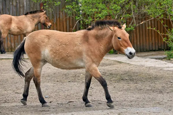 Εικόνα Του Αλόγου Του Αρτιοδακτύλου Przewalski Στο Περίβολο Του Ζωολογικού Royalty Free Φωτογραφίες Αρχείου