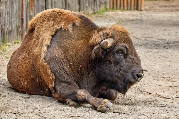 Una Imagen Del Bisonte Animal Artiodáctilo Encuentra Recinto Del Zoológico Imágenes de stock libres de derechos