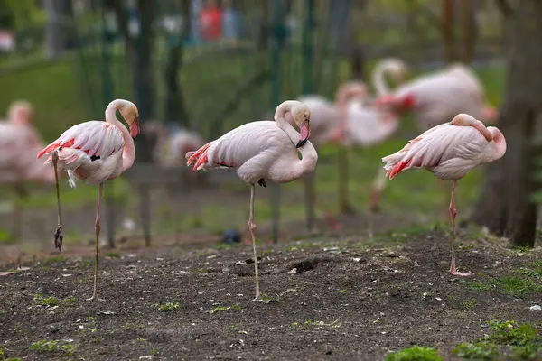 Afbeelding Van Een Kudde Roze Flamingo Vogels Een Dierentuin Rechtenvrije Stockfoto's