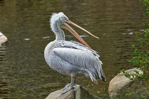 Taşın Üzerinde Büyük Bir Kuşu Beyaz Pelikan Resmi - Stok İmaj