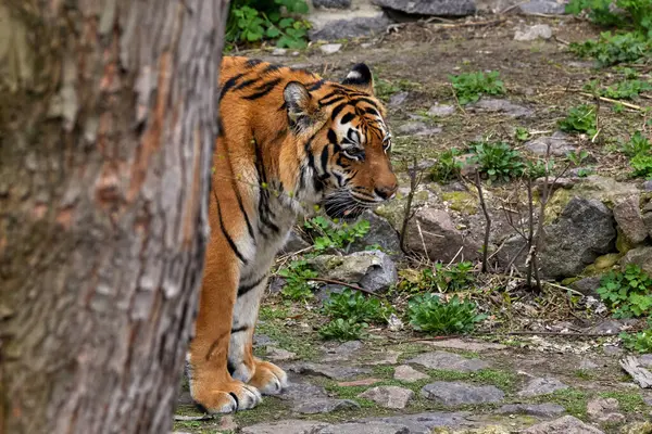 Imagen Tigre Adulto Asomándose Detrás Árbol Zoológico Imagen de stock