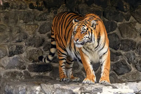Bild Eines Erwachsenen Tierischen Tigers Auf Den Steinen Zoo Stockfoto