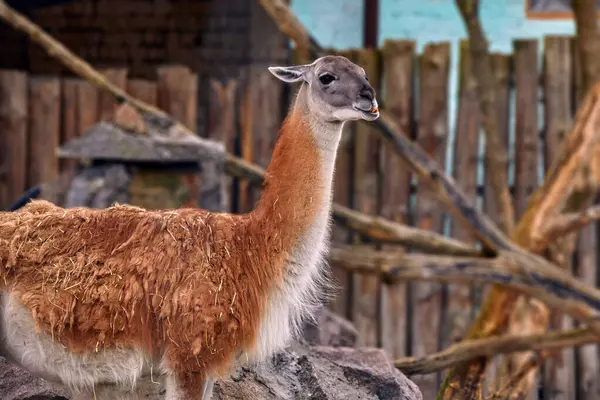Image of a wild llama animal head in a zoo enclosure