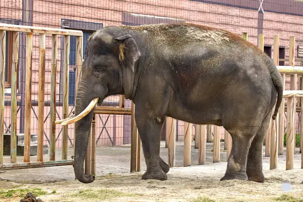 Imagen Elefante Grande Con Colmillos Recinto Zoológico Imagen De Stock