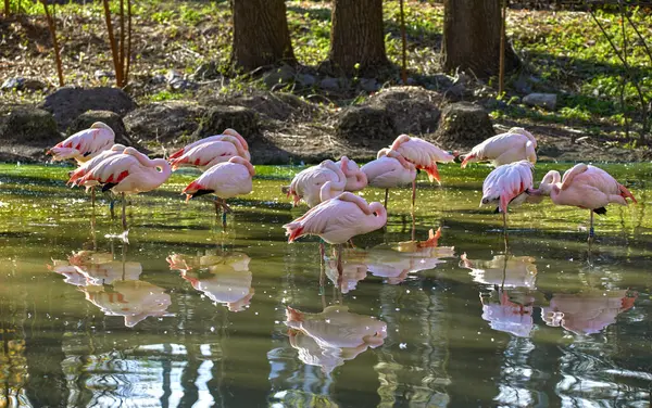 Afbeelding Van Een Zwerm Roze Flamingo Slapend Een Dierentuin Vijver Stockafbeelding