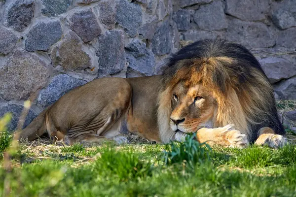 動物園の草の上に横たわる大人のライオンのイメージ ロイヤリティフリーのストック画像