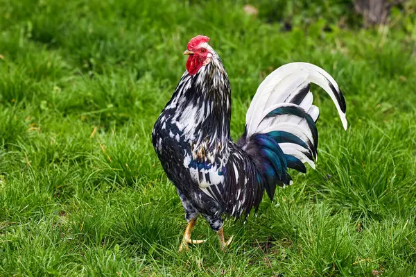 Image Coq Bigarré Plumes Oiseaux Domestiques Sur Herbe Verte Images De Stock Libres De Droits