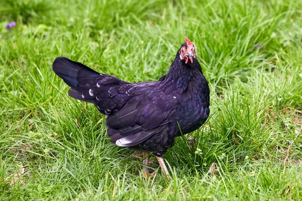 Image Oiseau Domestique Plumes Poule Noire Sur Herbe Verte Photo De Stock