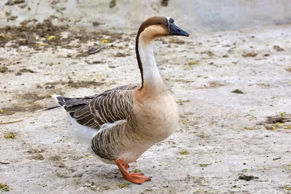 Image Domestic Feathered Bird Goose Walking Yard Royalty Free Stock Photos