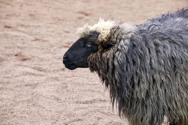 Bild Eines Tierischen Schafes Mit Schwarzer Schnauze Stockbild