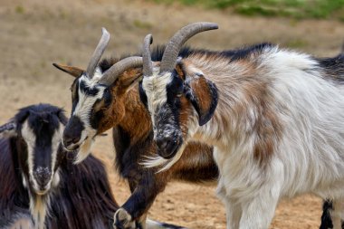 Boynuzlu ve sakallı iki keçi yüzü.