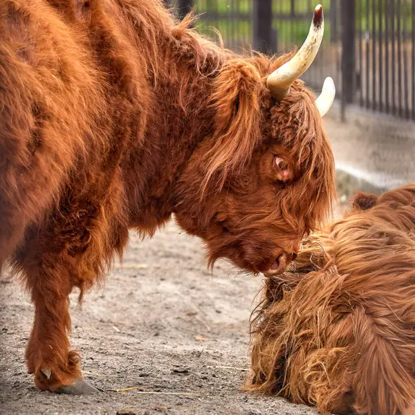 Animal Image Scottish Highland Cattle Bull ストック画像