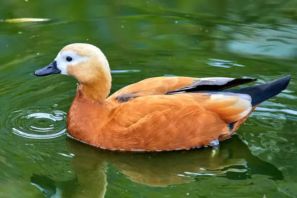 水鸟鸭渣在水面上的影像 免版税图库照片