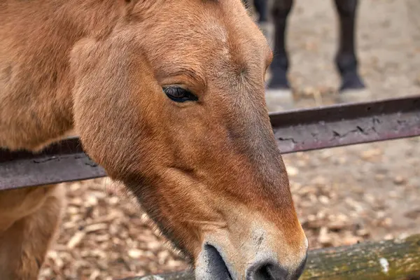Afbeelding Van Het Hoofd Van Een Przewalski Paard Knabbelend Gras Stockfoto