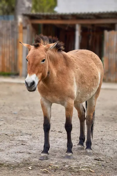 动物Przewalski的马被圈养在动物园的照片 图库图片