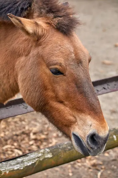 图为动物园里一匹野生的Przewalski马的头 图库图片