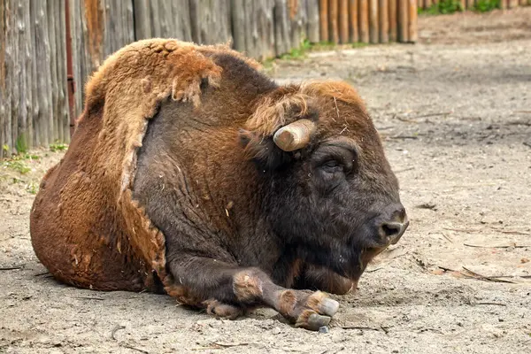Image Large Bison Lying Resting Wooden Fence Rechtenvrije Stockfoto's