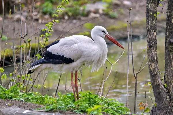 Image Large White Stork Standing Shore Royalty Free Stock Images