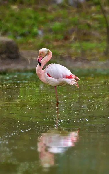 Image Pink Flamingo Standing One Stock Picture