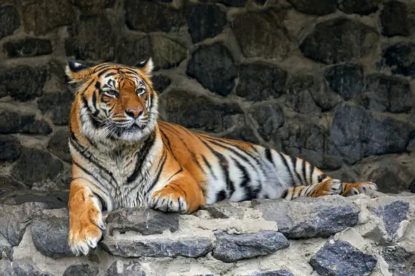 Image Striped Tiger Lying Stones Zoo Stock Photo