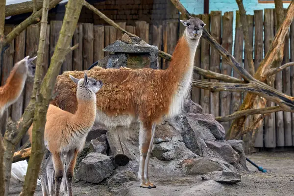 Image Wild Animal Llama Baby Zoo Imagen de archivo