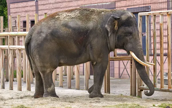 動物園のエンクロージャーにタバコが付いている大きな象のイメージ ロイヤリティフリーのストック画像