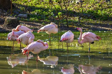 Hayvanat bahçesi havuzunda uyuyan pembe flamingo sürüsünün görüntüsü.