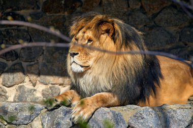 Ağacın altında taşların üzerinde yatan yetişkin bir aslan resmi.