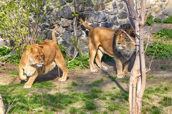 Image Predatory Animals Lion Lioness Zoo Enclosure Stockbild
