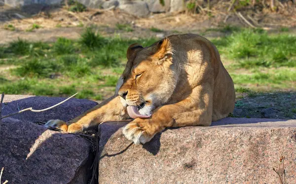 彼女の舌で足を舐める大きな獅子のイメージ ストック画像