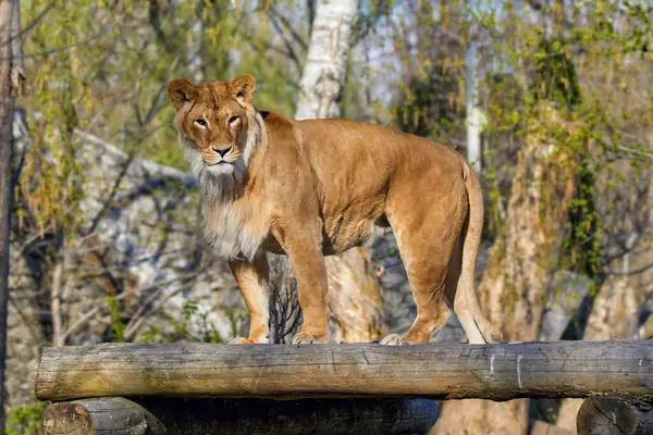 Image Predatory Animal Young Lioness Platform Made Logs Stock Picture