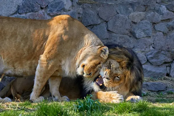 動物園の囲いにある捕食動物のライオンとライオンのイメージ ストックフォト
