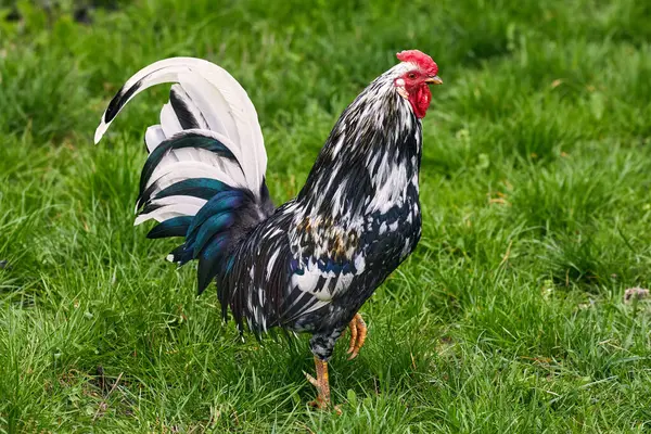Image Motley Rooster Standing One Stock Image
