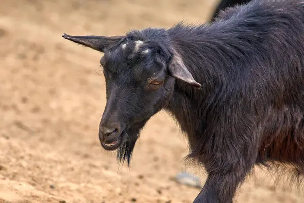 Image Mammal Pet Black Goat Hornless fotografii de stoc fără drepturi de autor