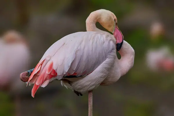 Billede Flok Lyserøde Flamingoer Sover Zoo Dam Royaltyfrie stock-fotos