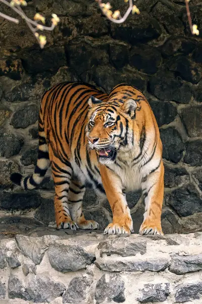 Зображення Дорослого Тигра Зоопарку Опускає Зуби Пагони Ліцензійні Стокові Фото