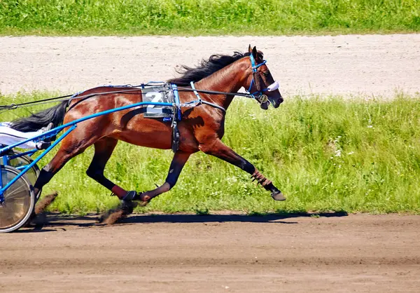 Hipodrom boyunca koşan güzel bir atın görüntüsü